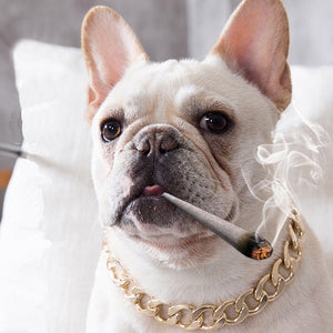 Accesorios para mascotas con cadena dorada para perros